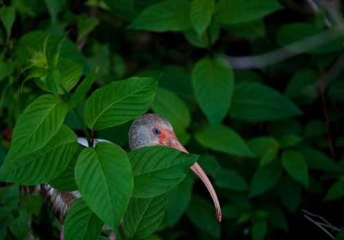 Exploring Environmental and Conservation Contests in Central Texas